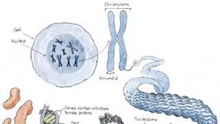 DNA / Chromosome