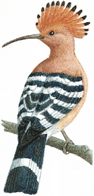 Hoopoe